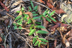 Eremophila debilis