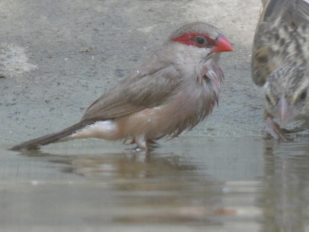 Black-rumped Waxbill
