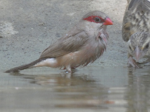 Black-rumped Waxbill