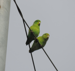 Forpus xanthopterygius