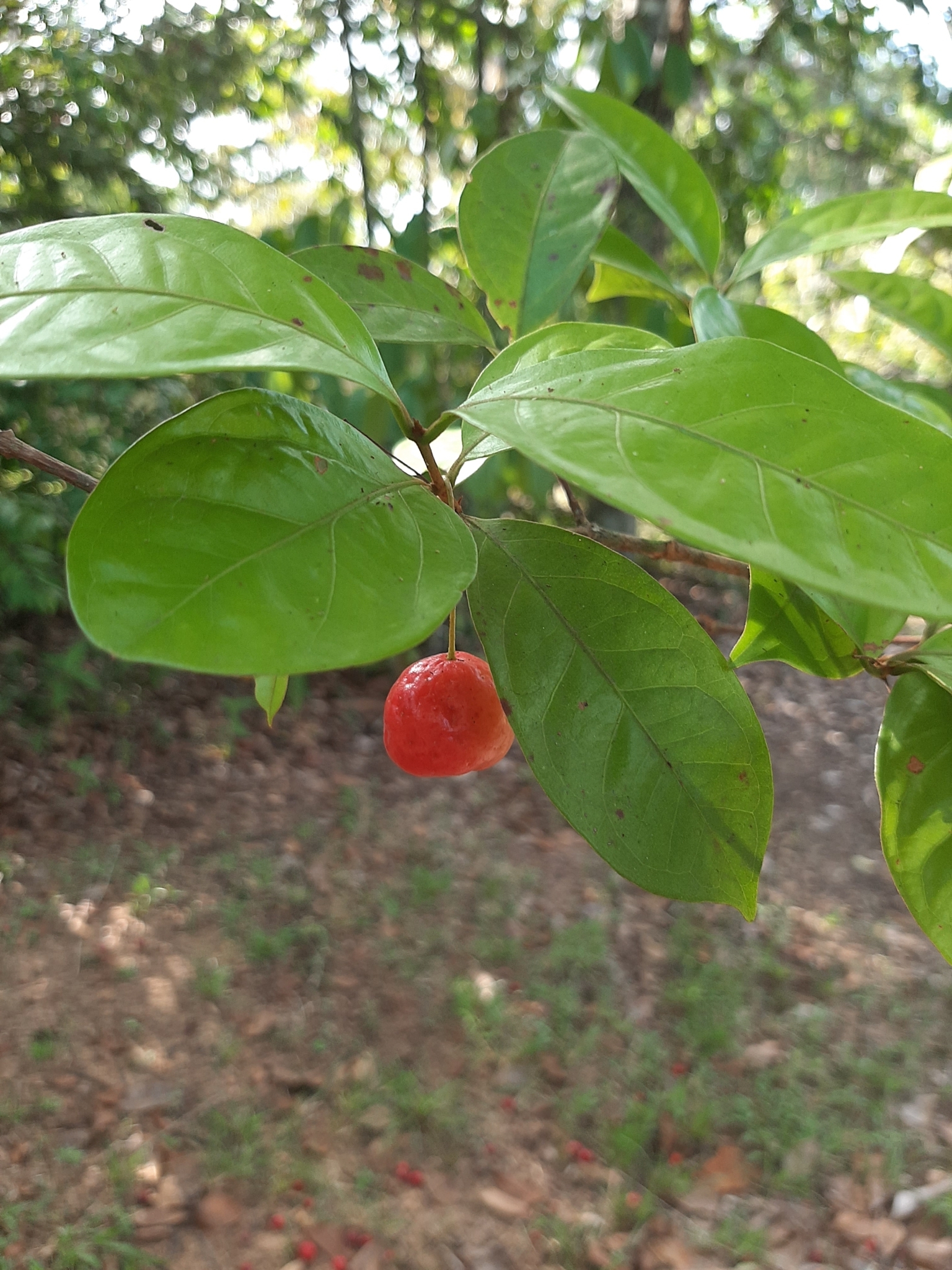 Imagem de Uvaia-do-mato