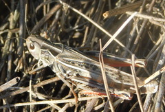 Arcyptera microptera