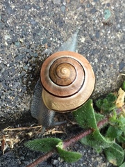 Cepaea