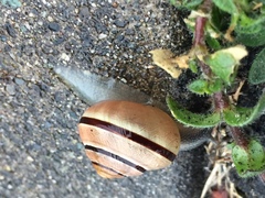 Cepaea