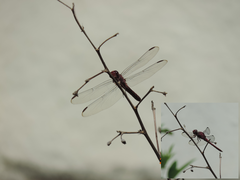 Orthemis discolor