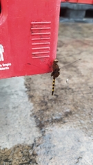 Anisoptera