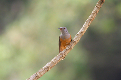 Cacomantis merulinus