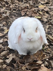 Oryctolagus cuniculus domesticus