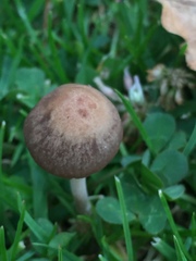 Panaeolus