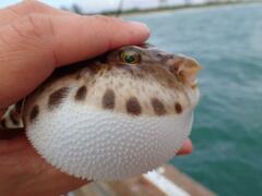 Sphoeroides spengleri