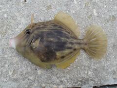 Stephanolepis hispida