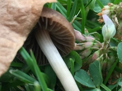 Panaeolus