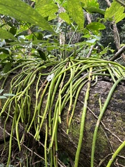 Selenicereus inermis