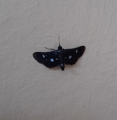 Desmia
