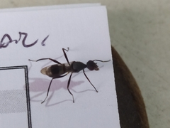 Insecta