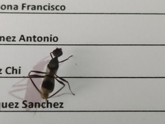 Insecta