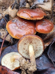Pholiota castanea