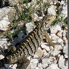 Cyclura nubila