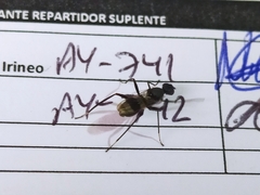Insecta