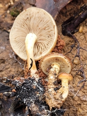 Pholiota castanea
