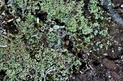 Cladonia verticillata