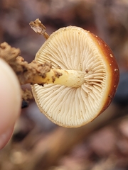 Pholiota castanea