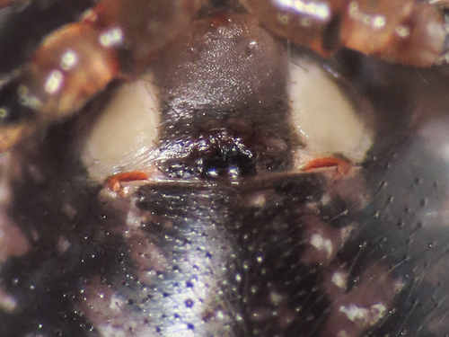 Enoplognatha mandibularis