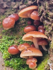 Pholiota castanea