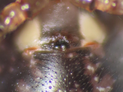 Enoplognatha mandibularis