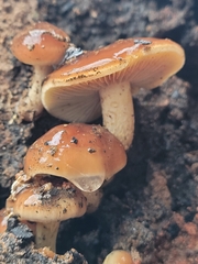 Pholiota castanea