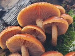 Pholiota castanea