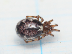 Enoplognatha mandibularis