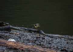 Motacilla cinerea cinerea