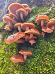 Pholiota castanea