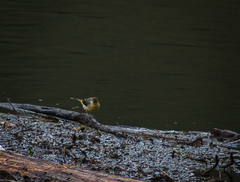Motacilla cinerea cinerea