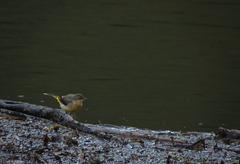 Motacilla cinerea cinerea