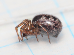 Enoplognatha mandibularis