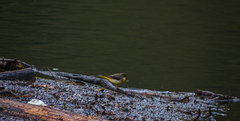 Motacilla cinerea cinerea