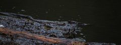 Motacilla cinerea cinerea