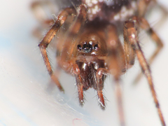 Enoplognatha mandibularis