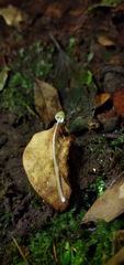 Mycena chloroxantha