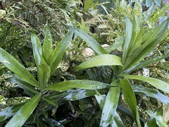 Dracaena angustifolia