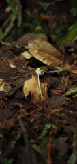 Mycena chloroxantha