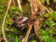 Enoplognatha mandibularis
