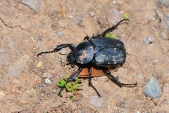 Dicronocephalus adamsi