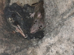 Rattus norvegicus