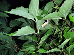 Ephippiger ephippiger