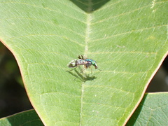 Chrysosomatini