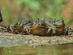 Lithobates chiricahuensis