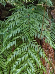 Lophosoria quadripinnata